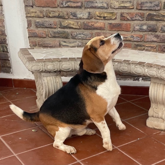 Tank, Adopted, Adult Male Beagle.