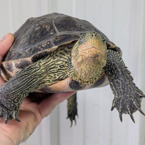 Betty, ADOPTABLE, Young Female Turtle.