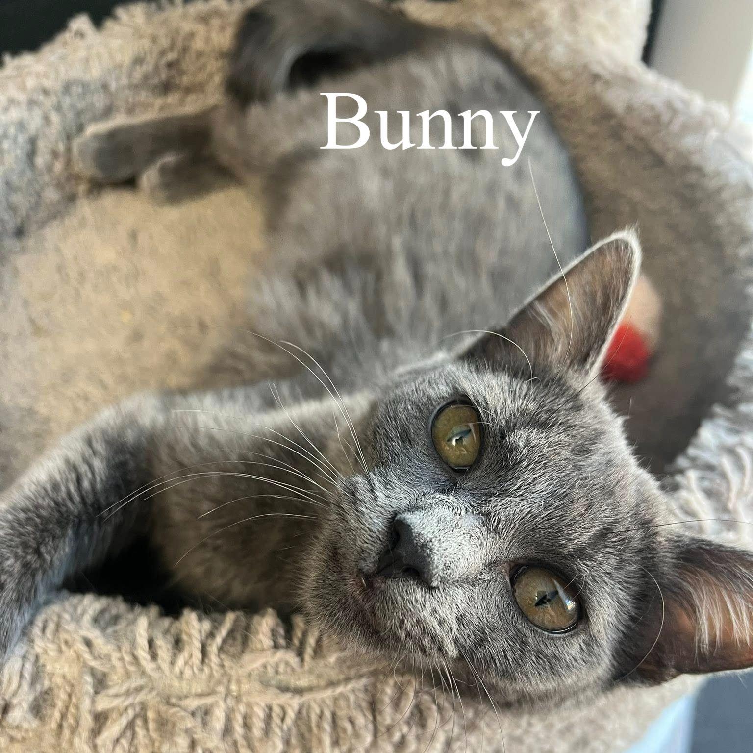 Enlarge Bunny, an adopted Domestic Short Hair in Queen Creek, AZ image 2/4