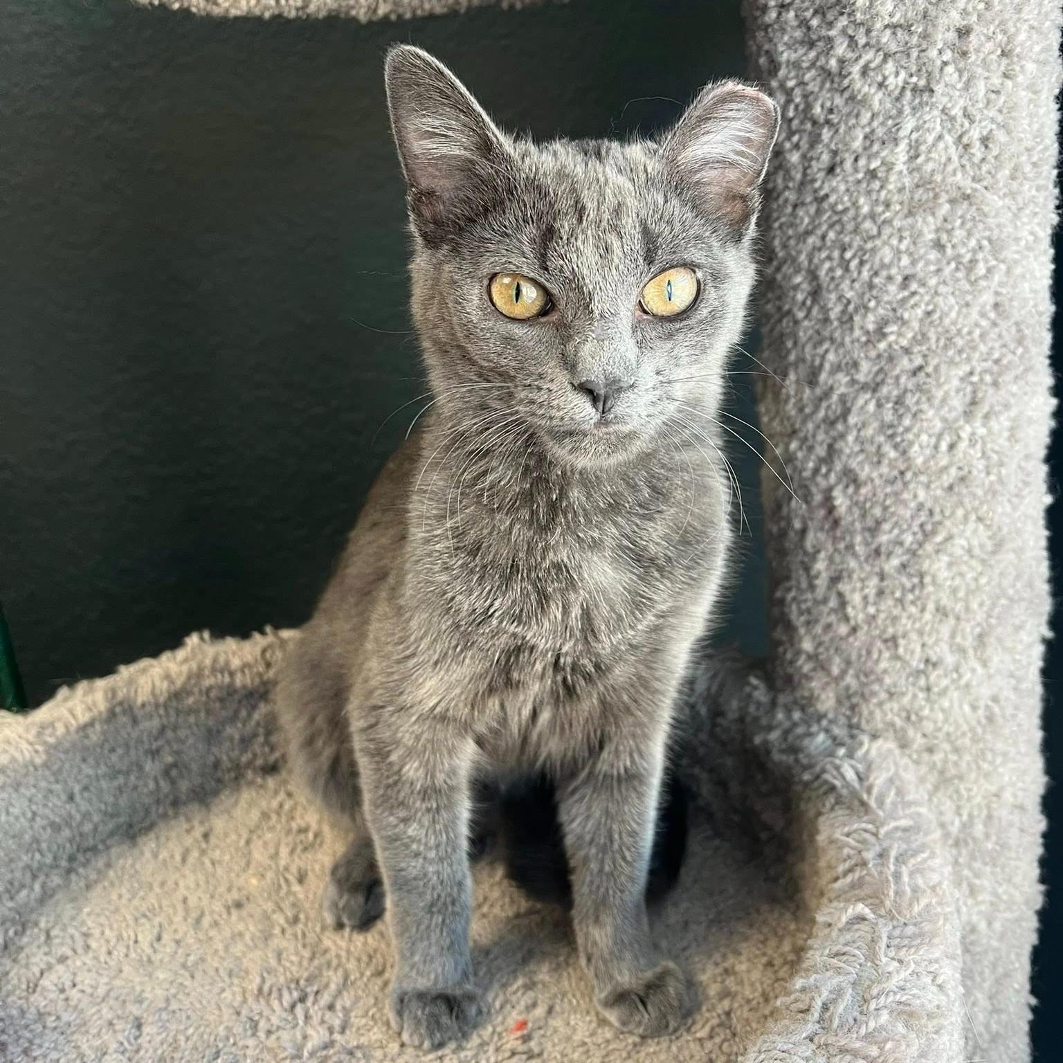 Enlarge Bunny, an adopted Domestic Short Hair in Queen Creek, AZ image 3/4