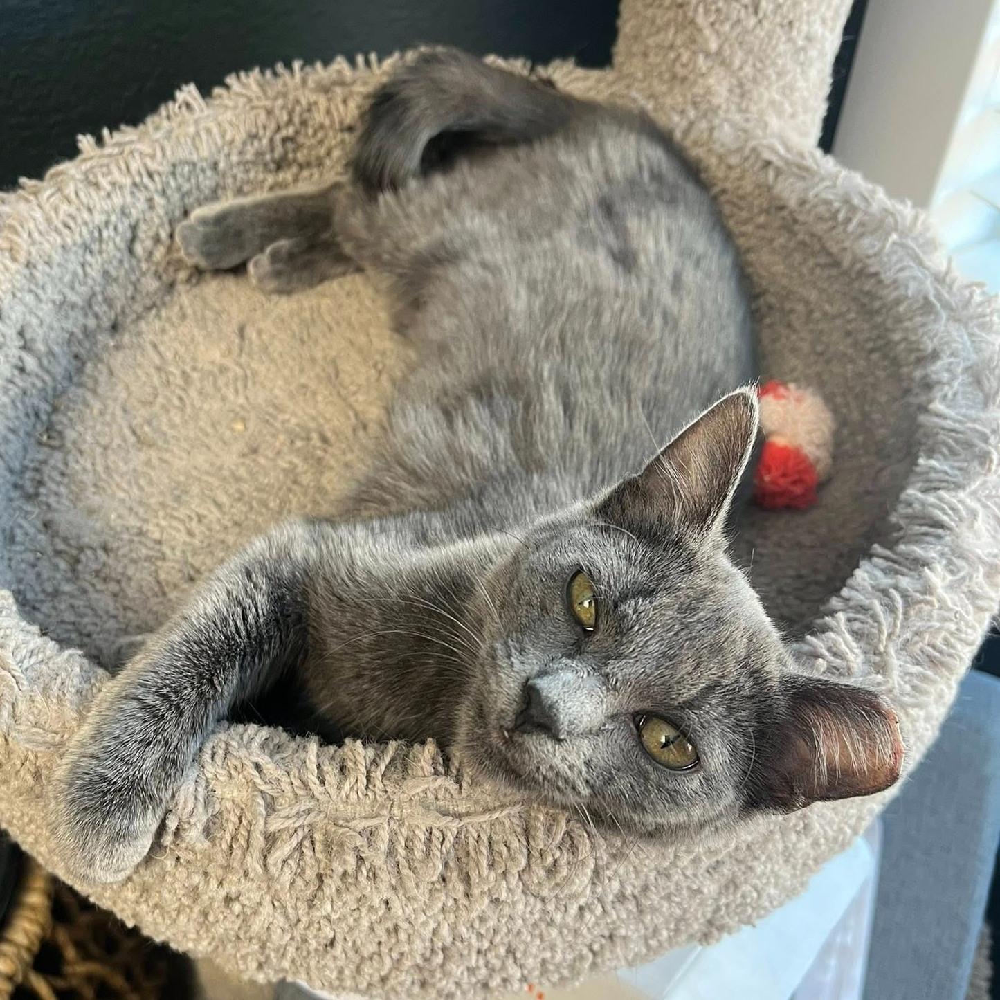 Enlarge Bunny, an adopted Domestic Short Hair in Queen Creek, AZ image 1/4