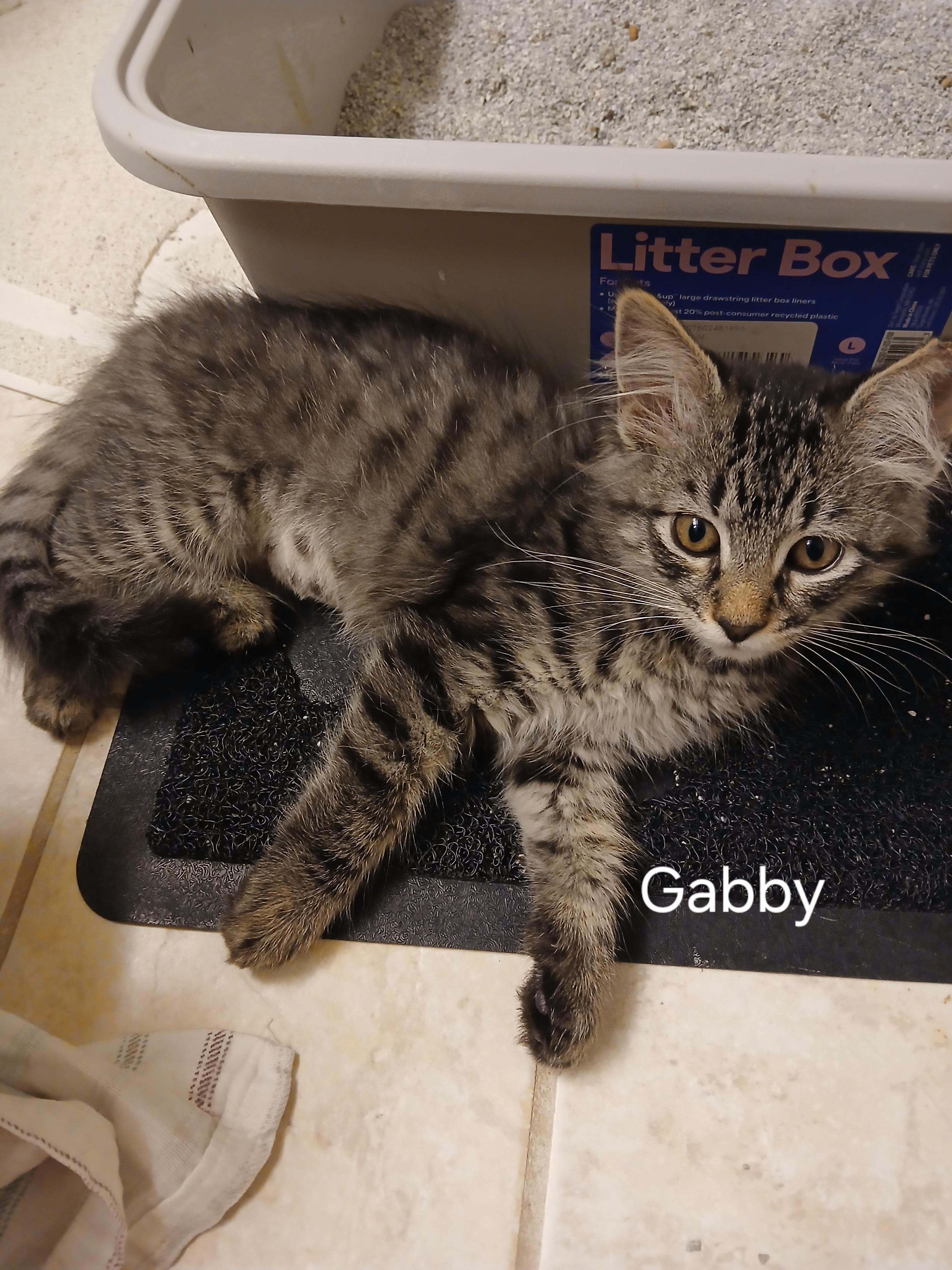 Gabby, a ADOPTABLE Domestic Medium Hair in Elk Grove, CA image 3/3