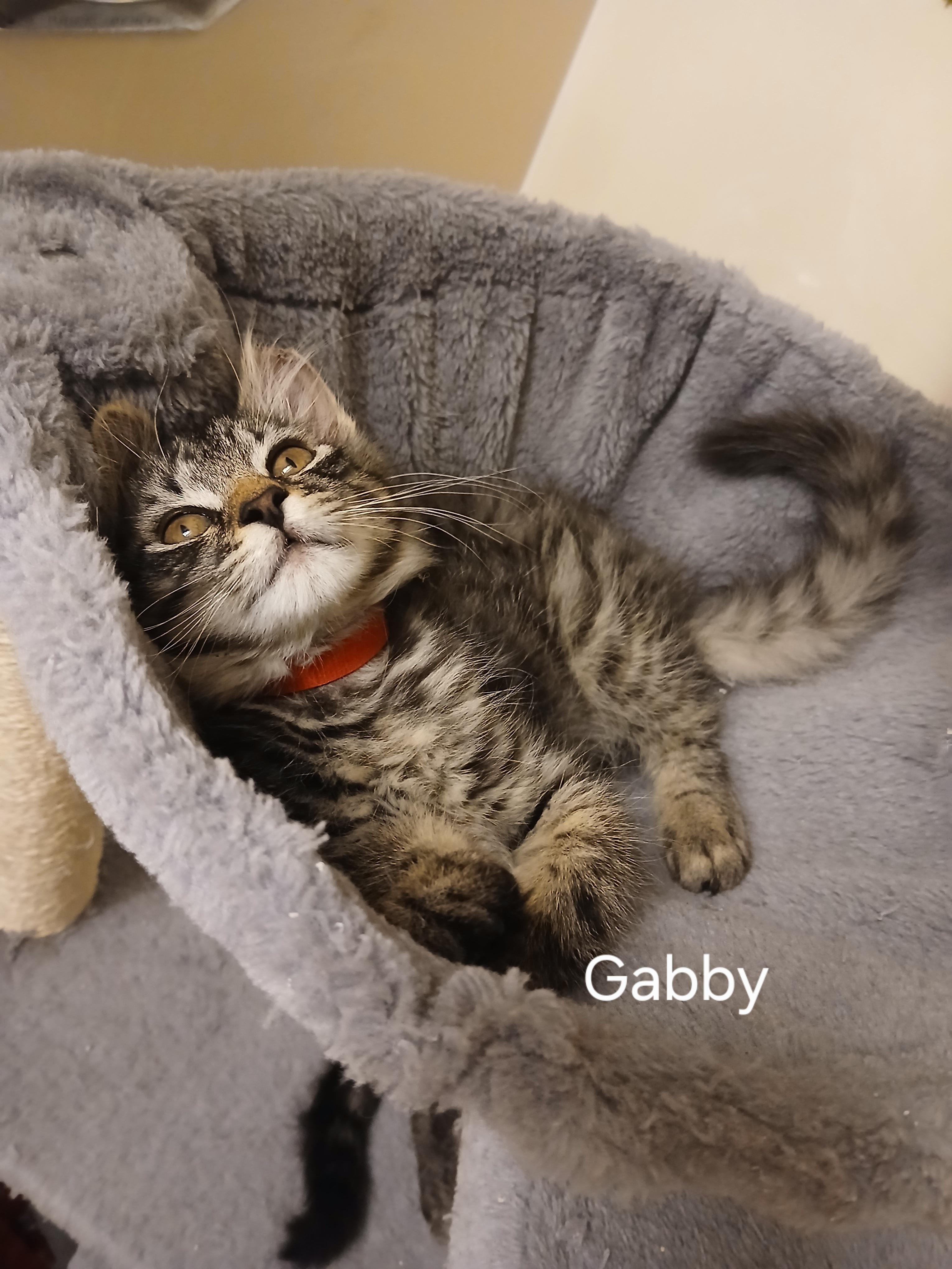 Gabby, a ADOPTABLE Domestic Medium Hair in Elk Grove, CA image 1/3