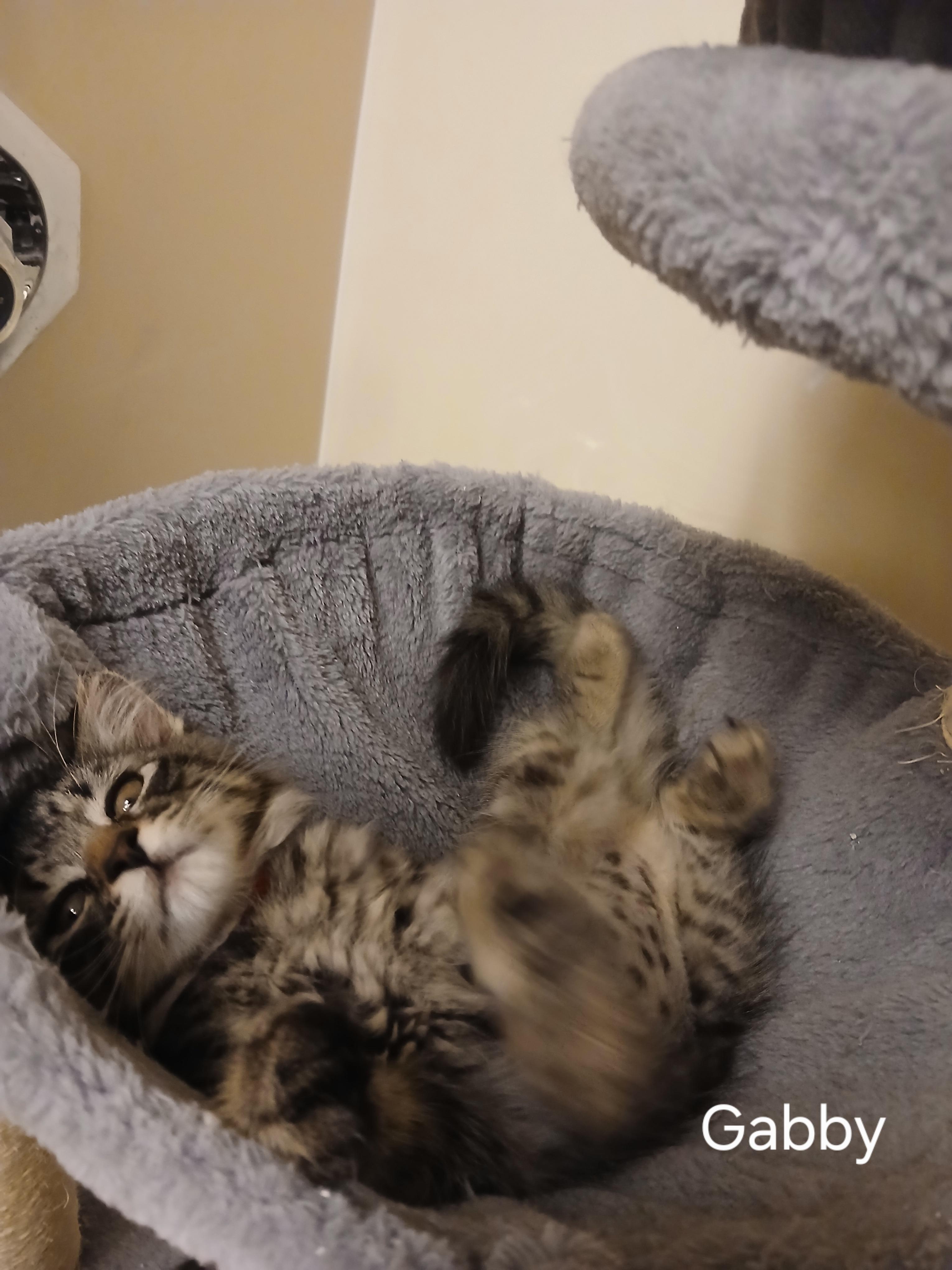 Gabby, a ADOPTABLE Domestic Medium Hair in Elk Grove, CA image 2/3