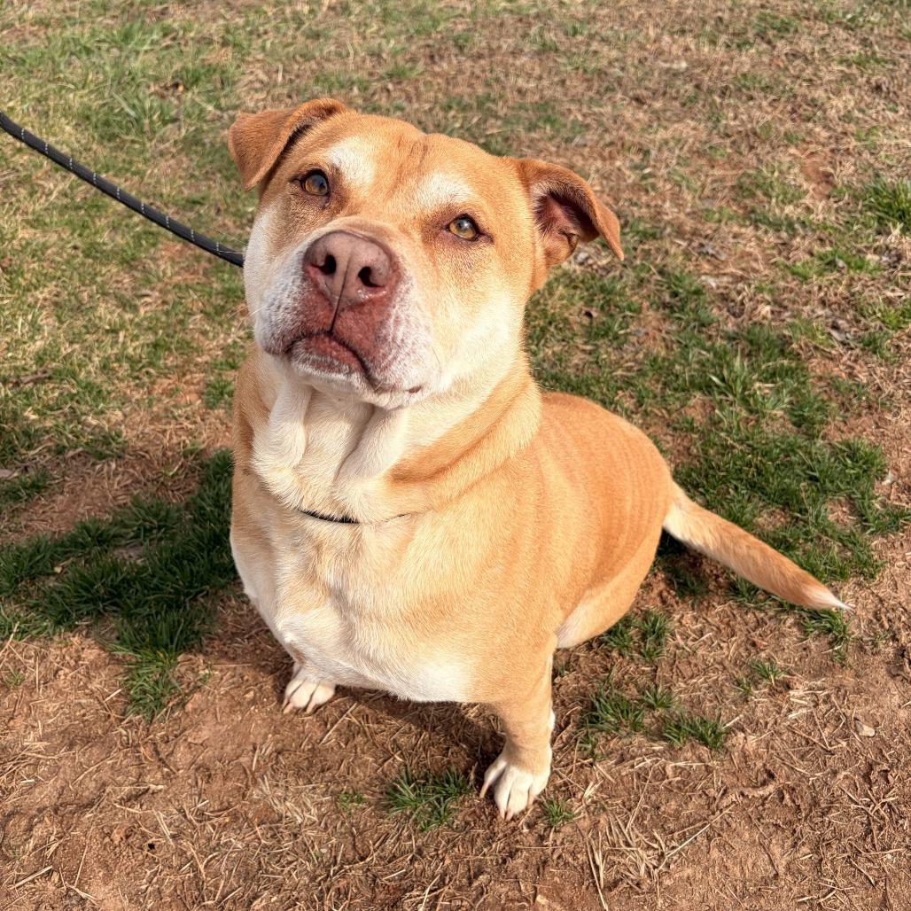 JR, Adoptable, Adult Male American Staffordshire Terrier & Mixed Breed.