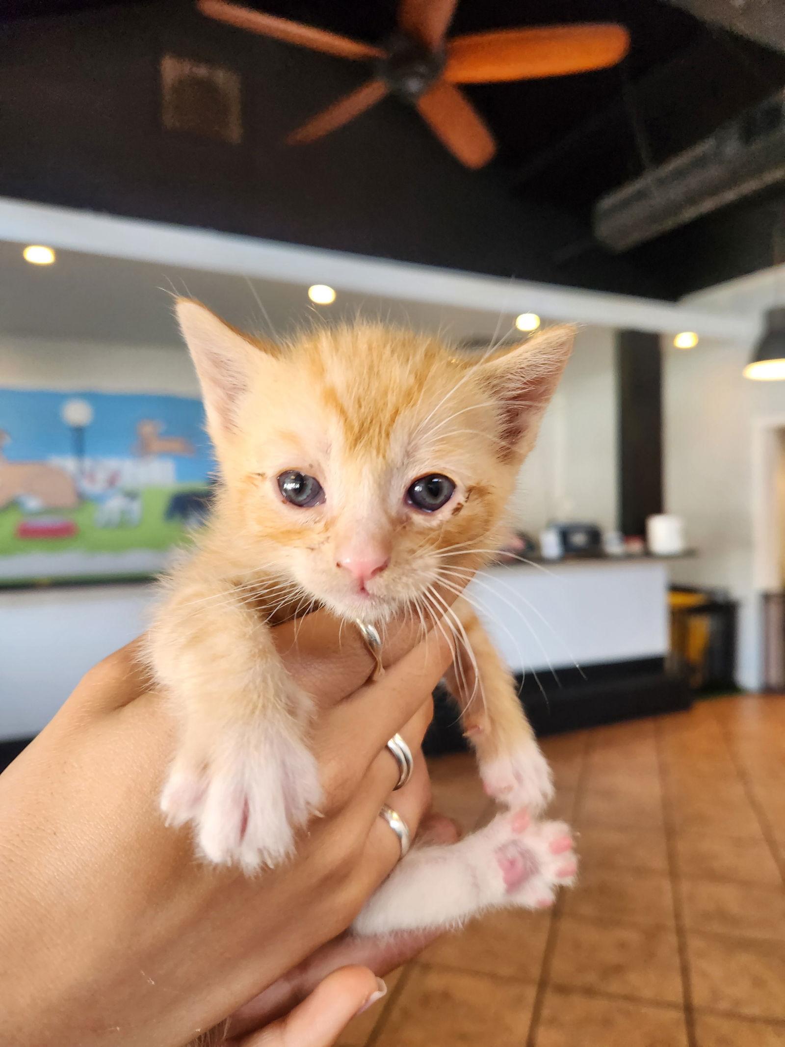 Pompompurin, Adopted, Kitten Male Domestic Short Hair.