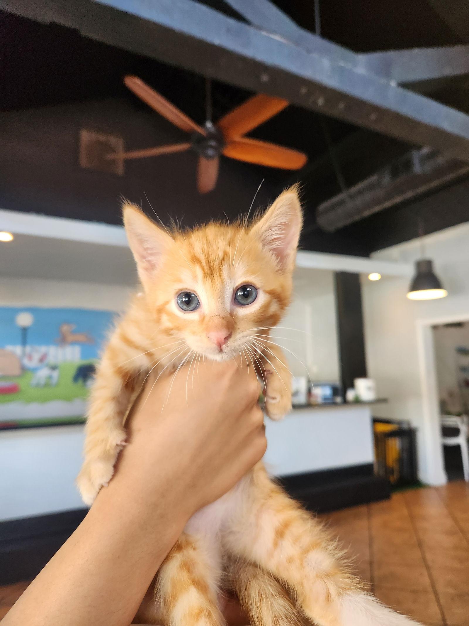 Enlarge Pompompurin, a Adopted Domestic Short Hair in San Jose, CA image 2/2