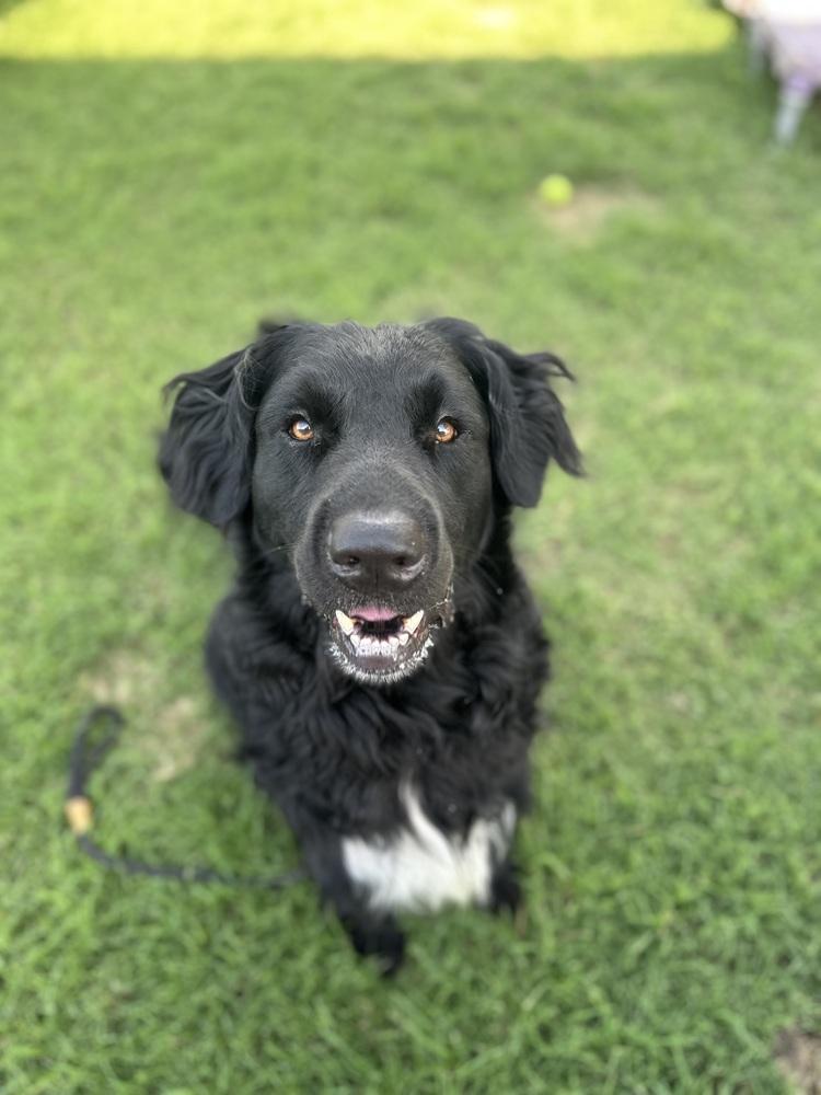 Baloo, Adopted, Adult Male Retriever.