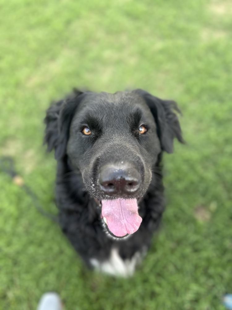 Enlarge Baloo, a Adopted Retriever in Evansville, IN image 2/5