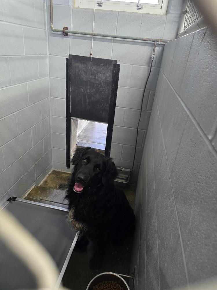 Enlarge Baloo, a Adopted Retriever in Evansville, IN image 3/5