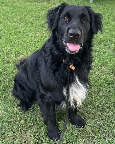 Enlarge Baloo, a Adopted Retriever in Evansville, IN image 4/5