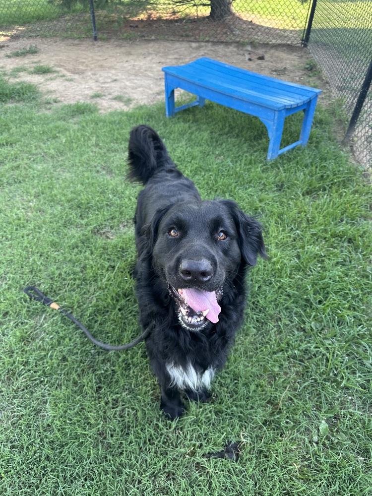 Enlarge Baloo, a Adopted Retriever in Evansville, IN image 5/5
