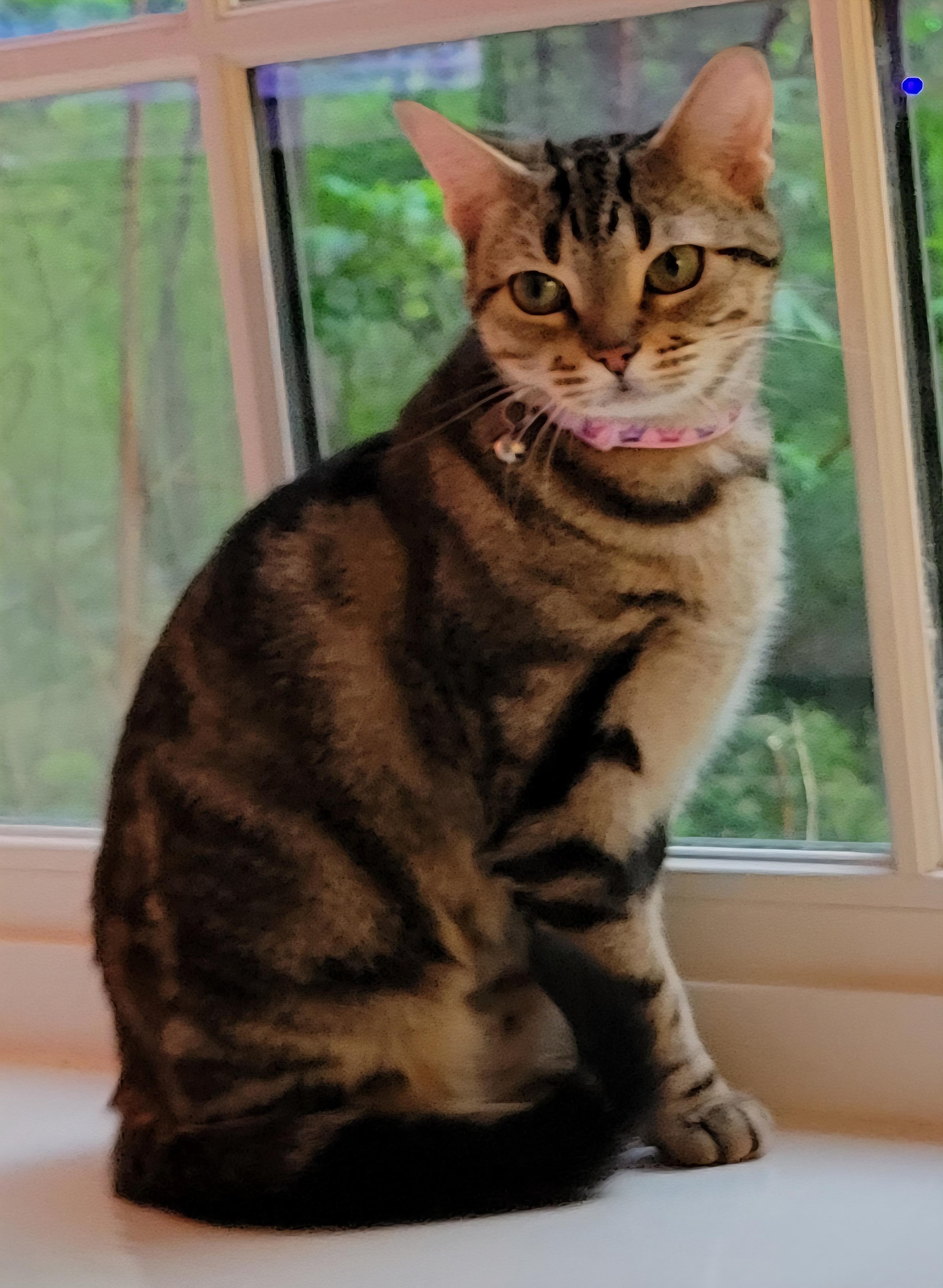 Enlarge Cleo, a ADOPTABLE Domestic Short Hair in Knoxville, TN image 4/4