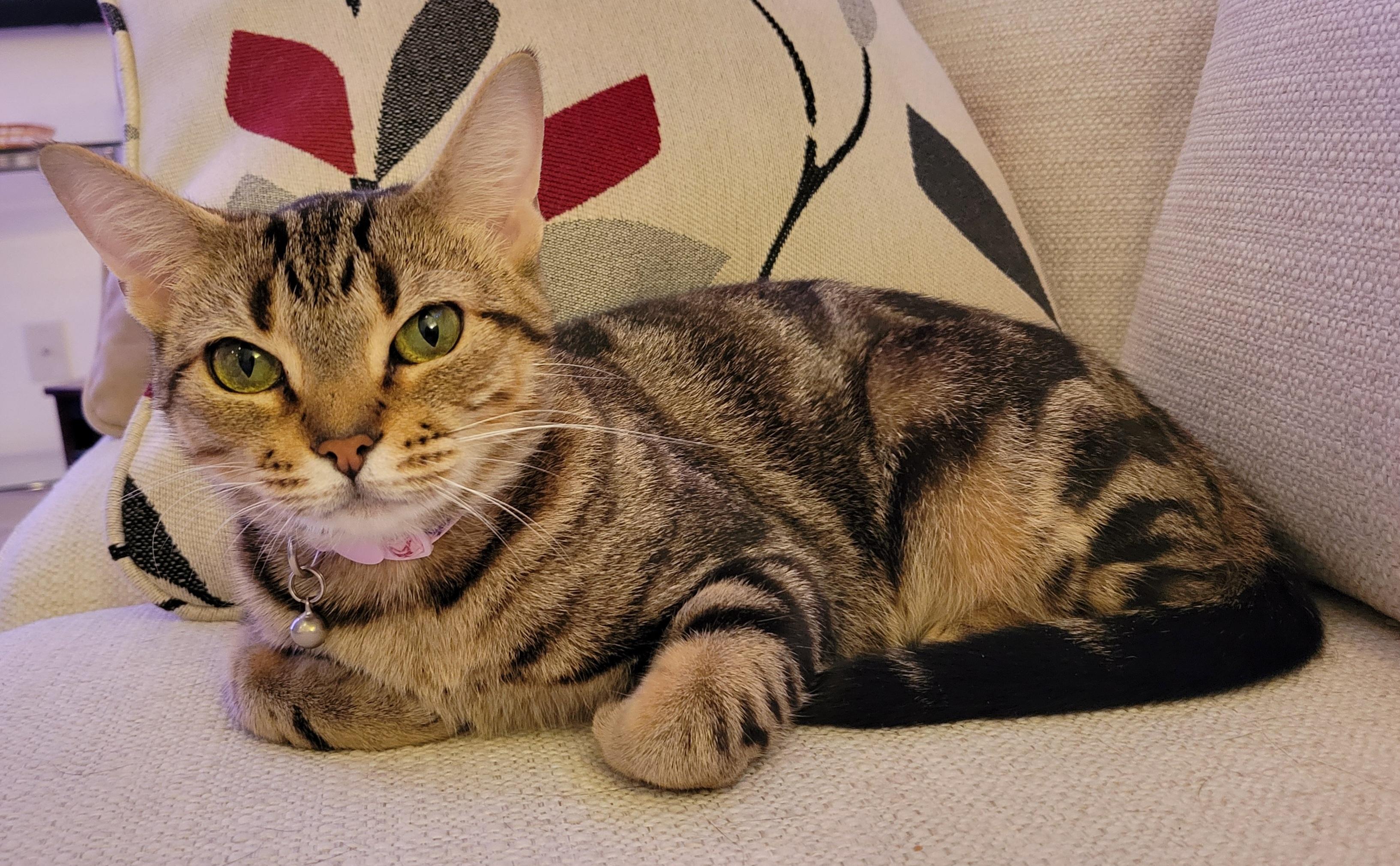 Cleo, ADOPTABLE, Young Female Domestic Short Hair.