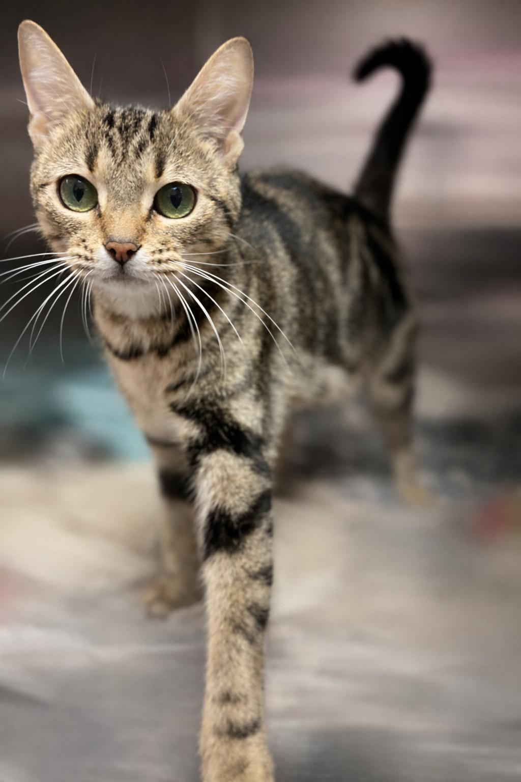 Enlarge Cleo, a ADOPTABLE Domestic Short Hair in Knoxville, TN image 2/2