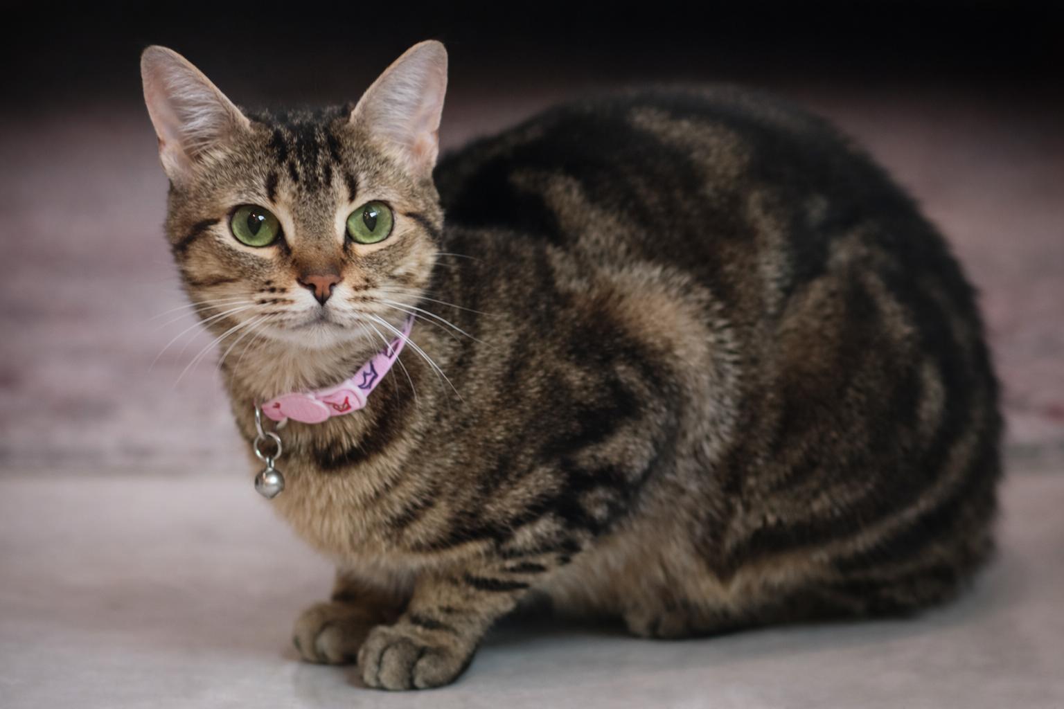 Enlarge Cleo, a ADOPTABLE Domestic Short Hair in Knoxville, TN image 2/4