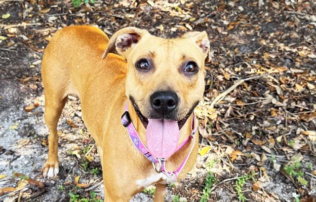 DAISY, Adoptable, Young Female Labrador Retriever & Mixed Breed.