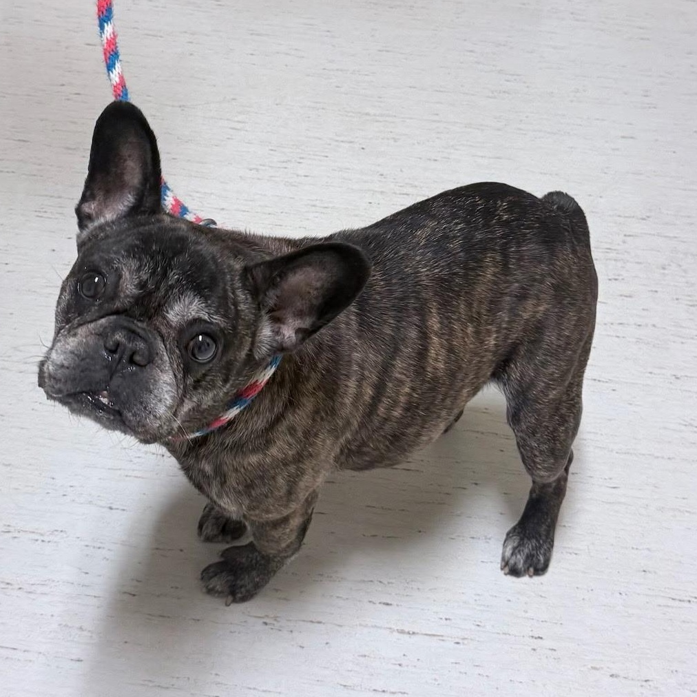 MeeMaw, ADOPTABLE, Senior Female French Bulldog.