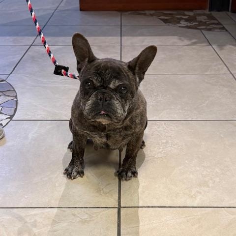 Enlarge MeeMaw, a ADOPTABLE French Bulldog in Folsom, CA image 2/6