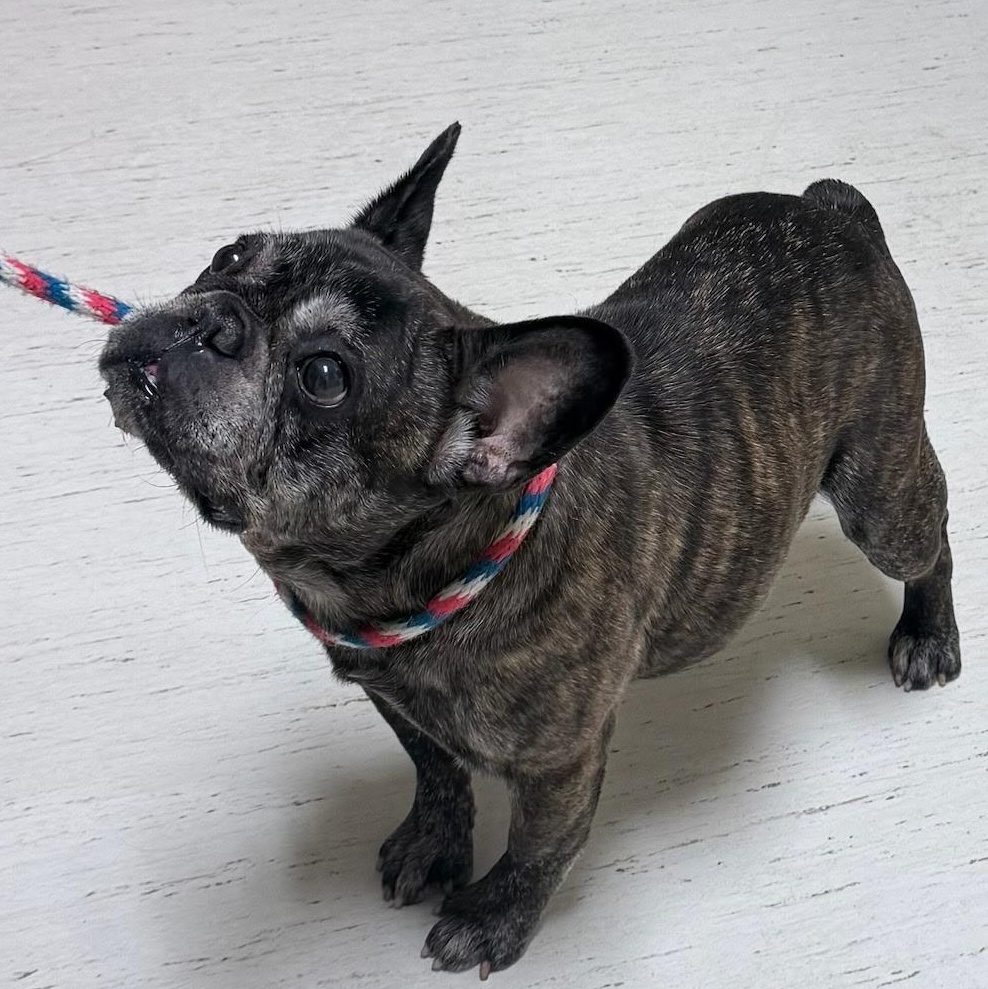 Enlarge MeeMaw, a ADOPTABLE French Bulldog in Folsom, CA image 3/6