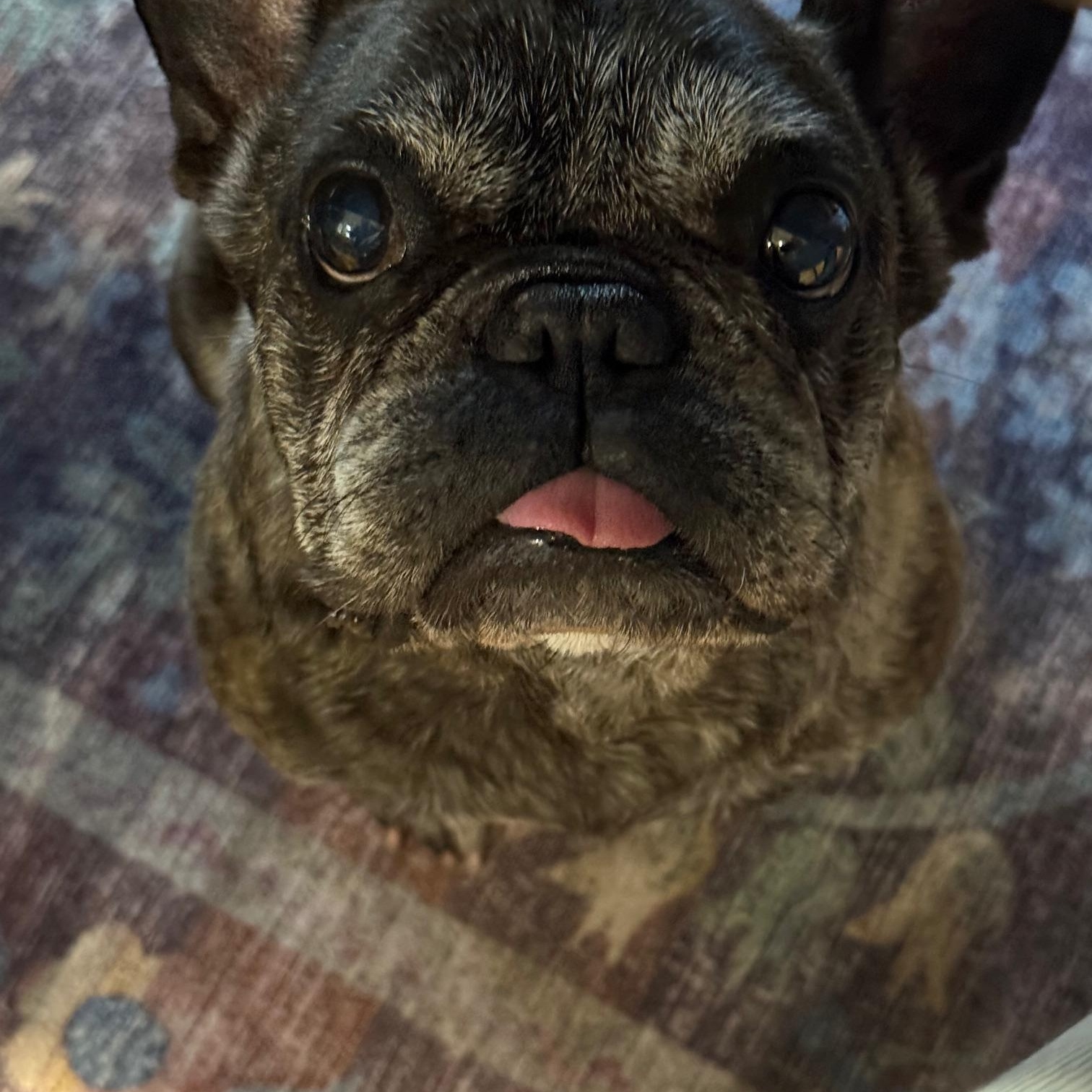 Enlarge MeeMaw, a ADOPTABLE French Bulldog in Folsom, CA image 4/6