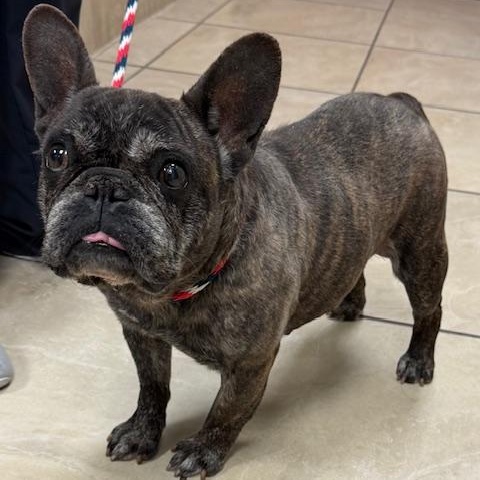 Enlarge MeeMaw, a ADOPTABLE French Bulldog in Folsom, CA image 6/6
