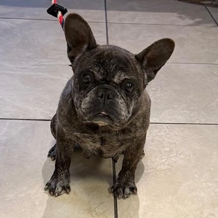 Enlarge MeeMaw, a ADOPTABLE French Bulldog in Folsom, CA image 5/6