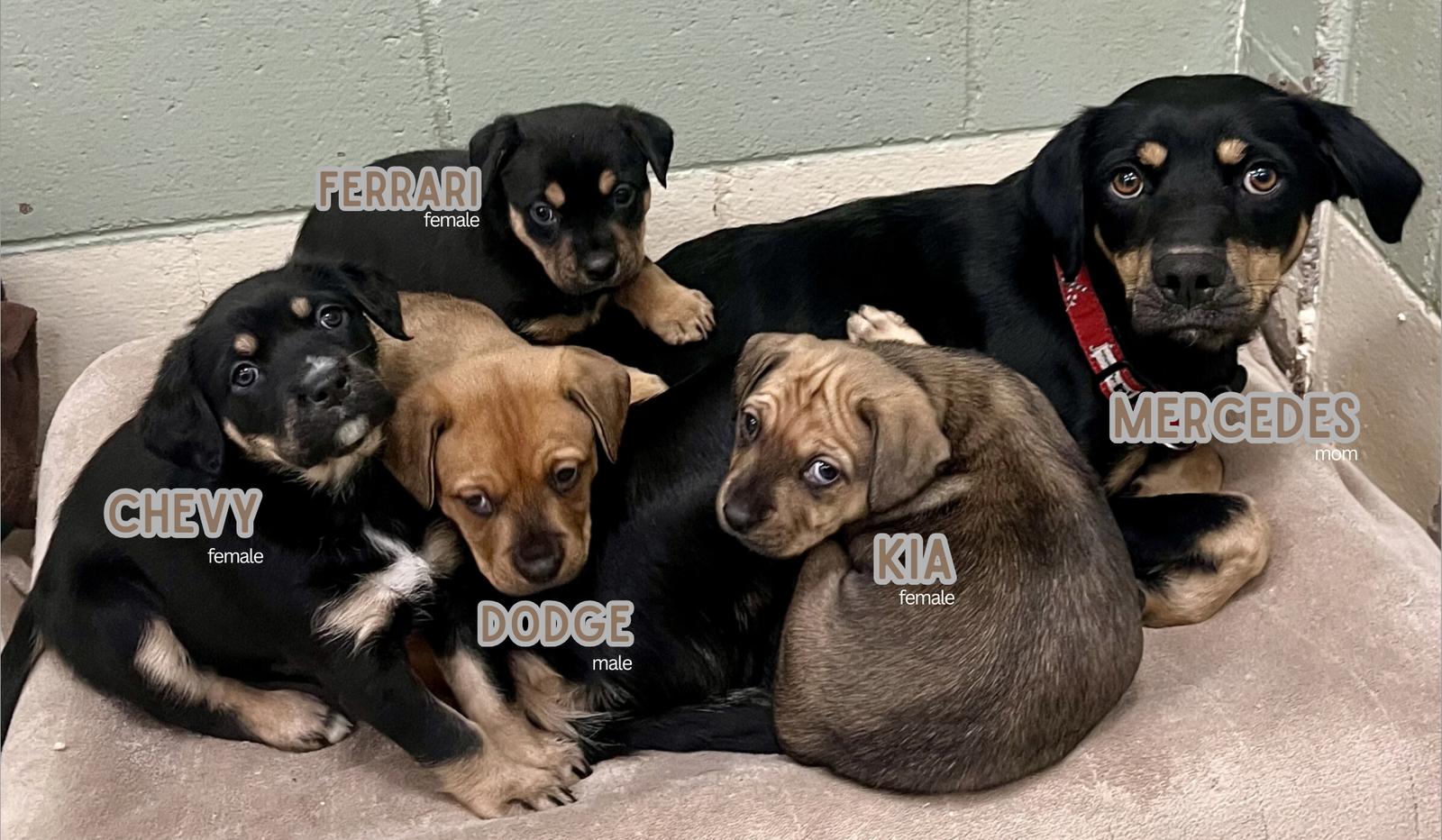 Mercedes, Adoptable, Young Female Australian Kelpie.