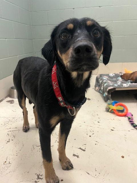 Enlarge Mercedes, a Adoptable Australian Kelpie in Webster, WI image 2/3