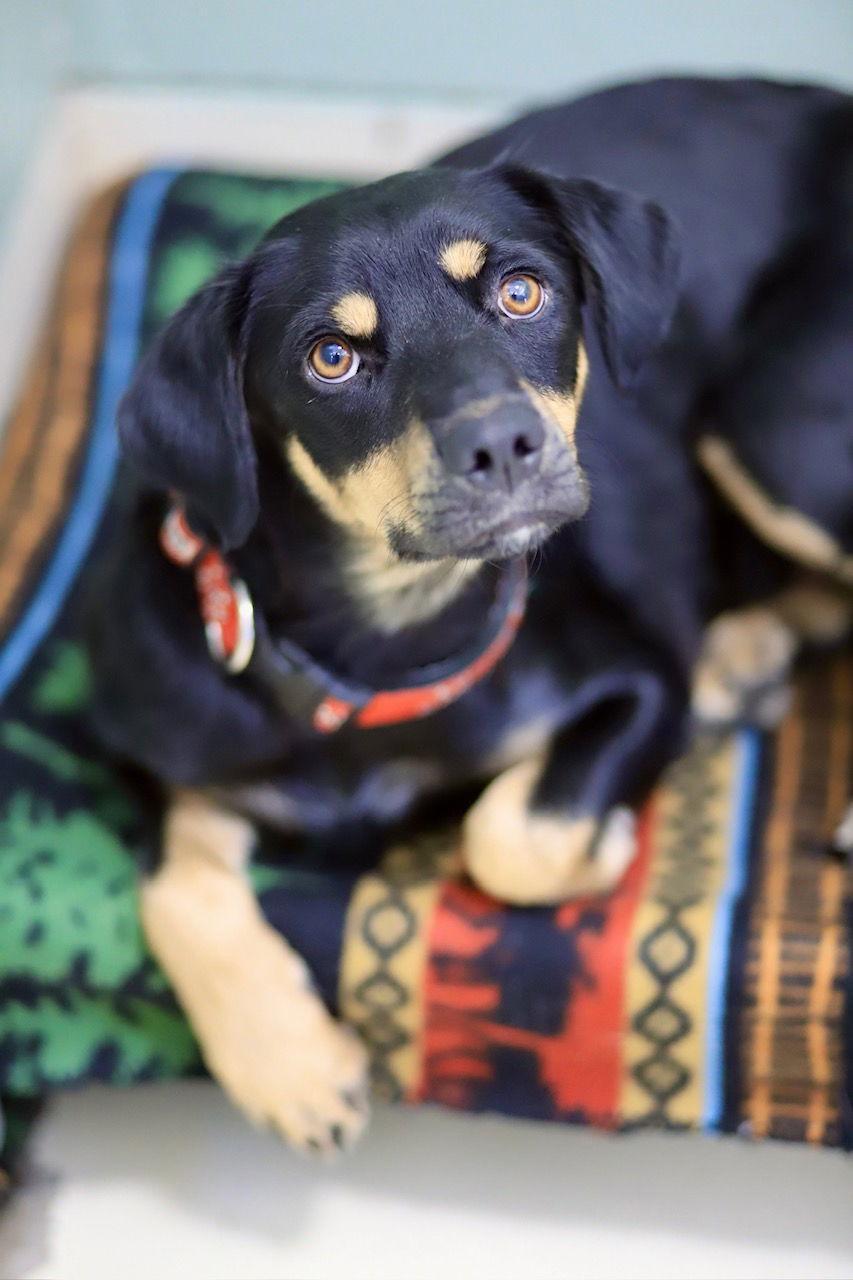 Enlarge Mercedes, a Adoptable Australian Kelpie in Webster, WI image 3/3