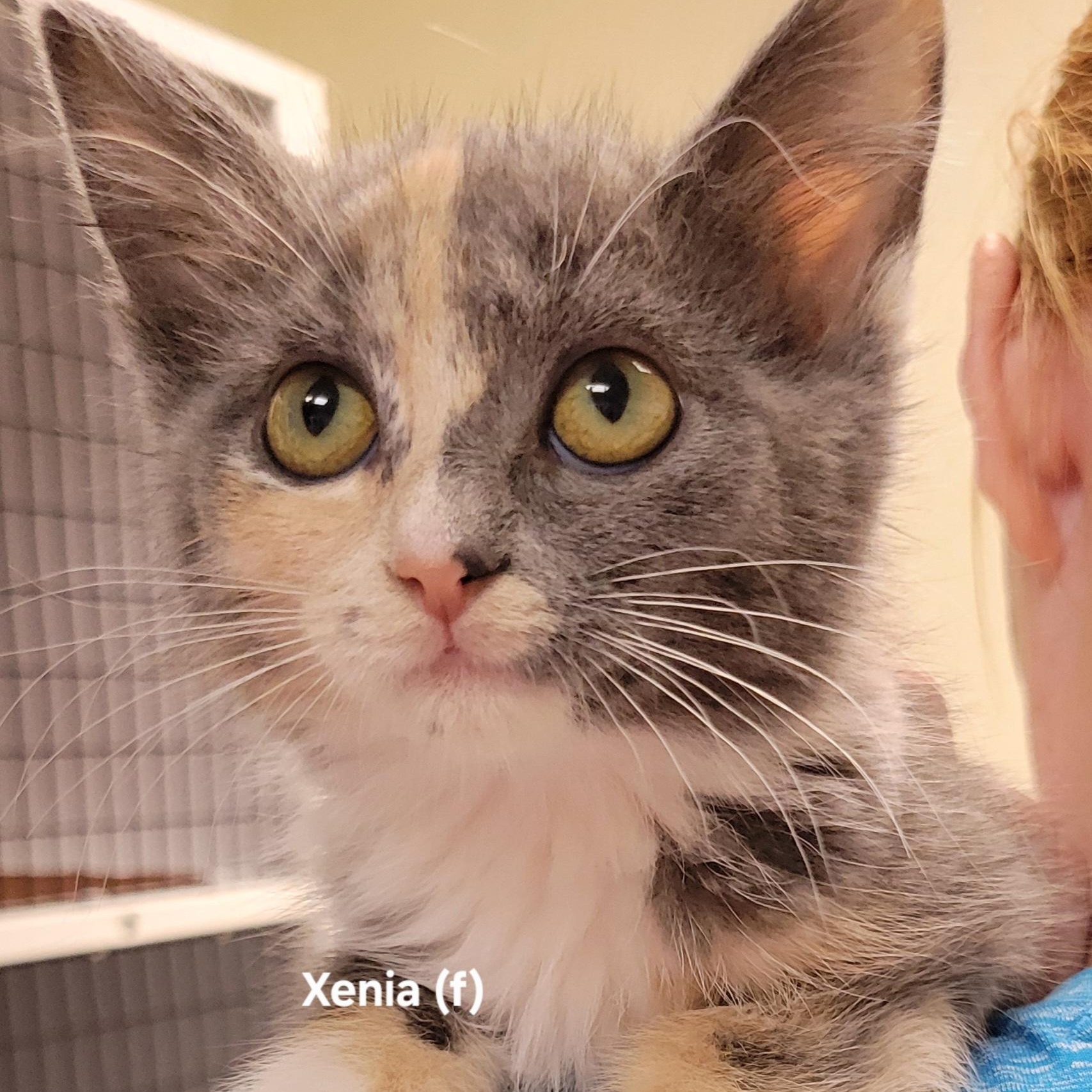 Xenia