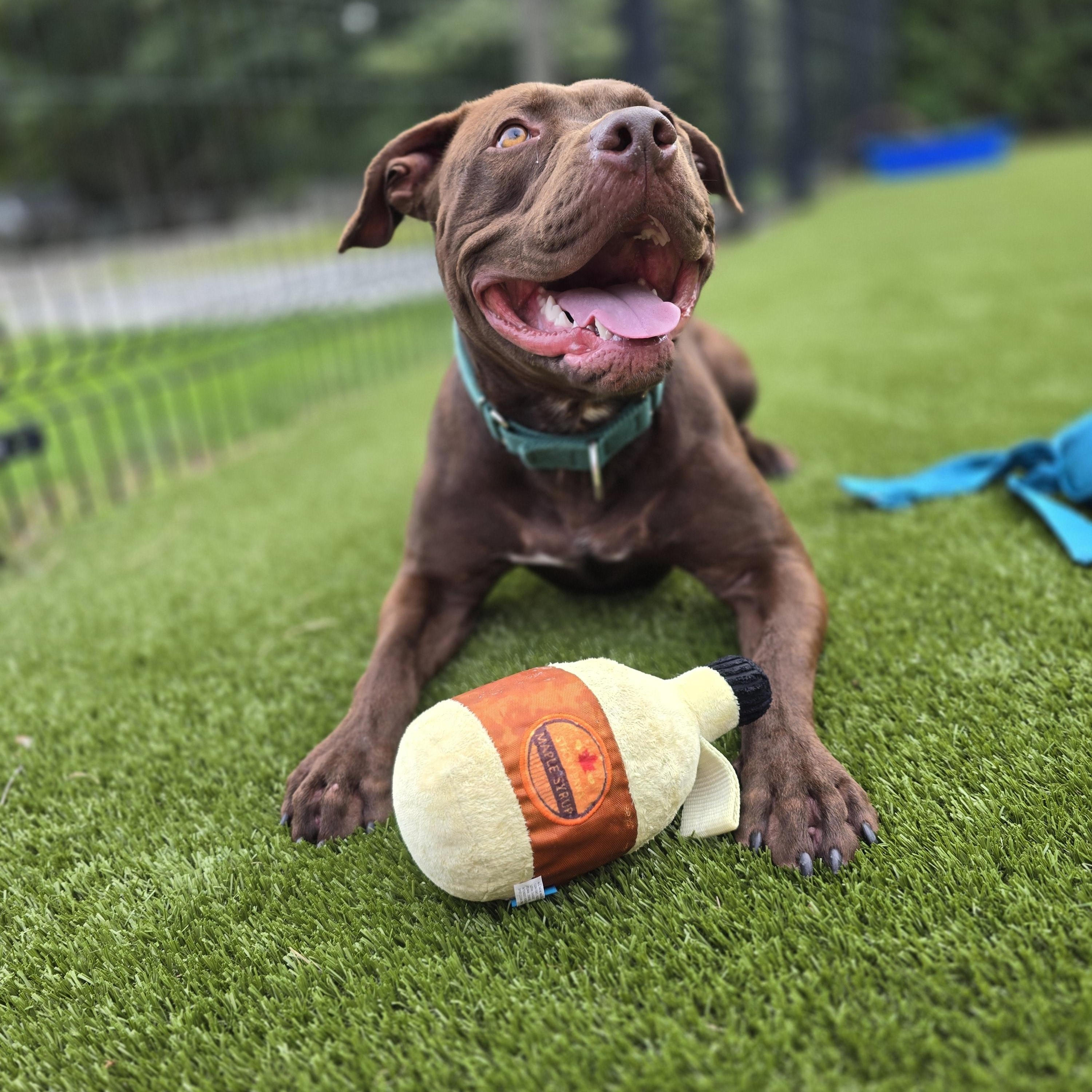 Enlarge Rye, a Adoptable mixed breed in Bristol, RI image 2/4