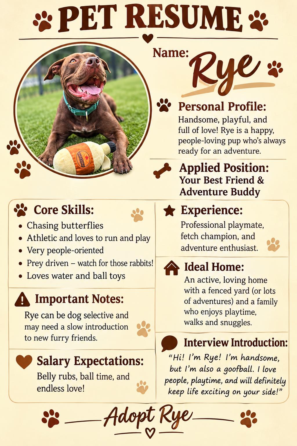 Enlarge Rye, a Adoptable mixed breed in Bristol, RI image 4/4