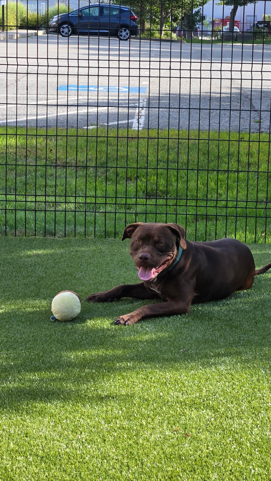 Enlarge Rye, a Adoptable mixed breed in Bristol, RI image 3/4