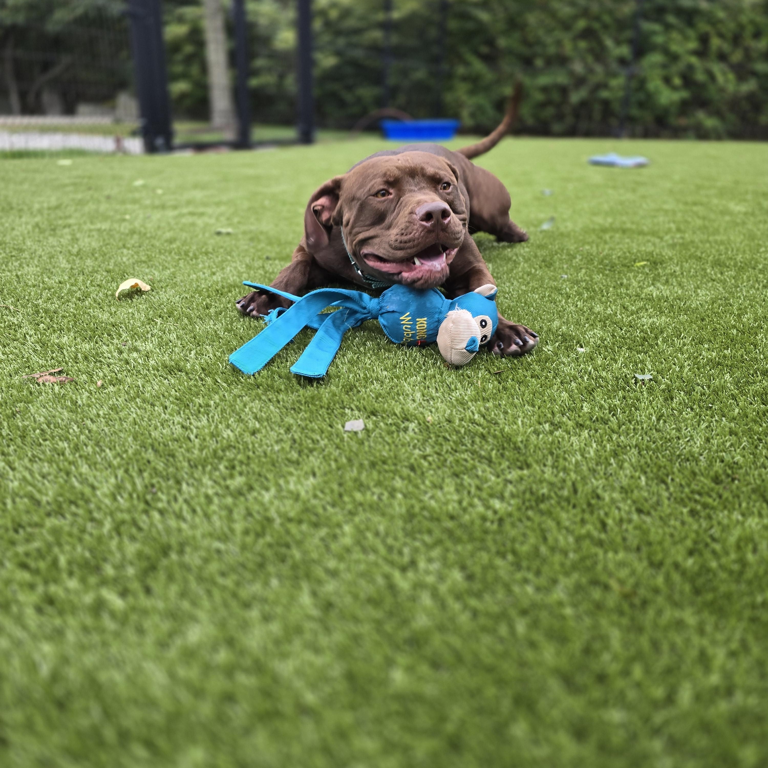Enlarge Rye, a Adoptable mixed breed in Bristol, RI image 1/4