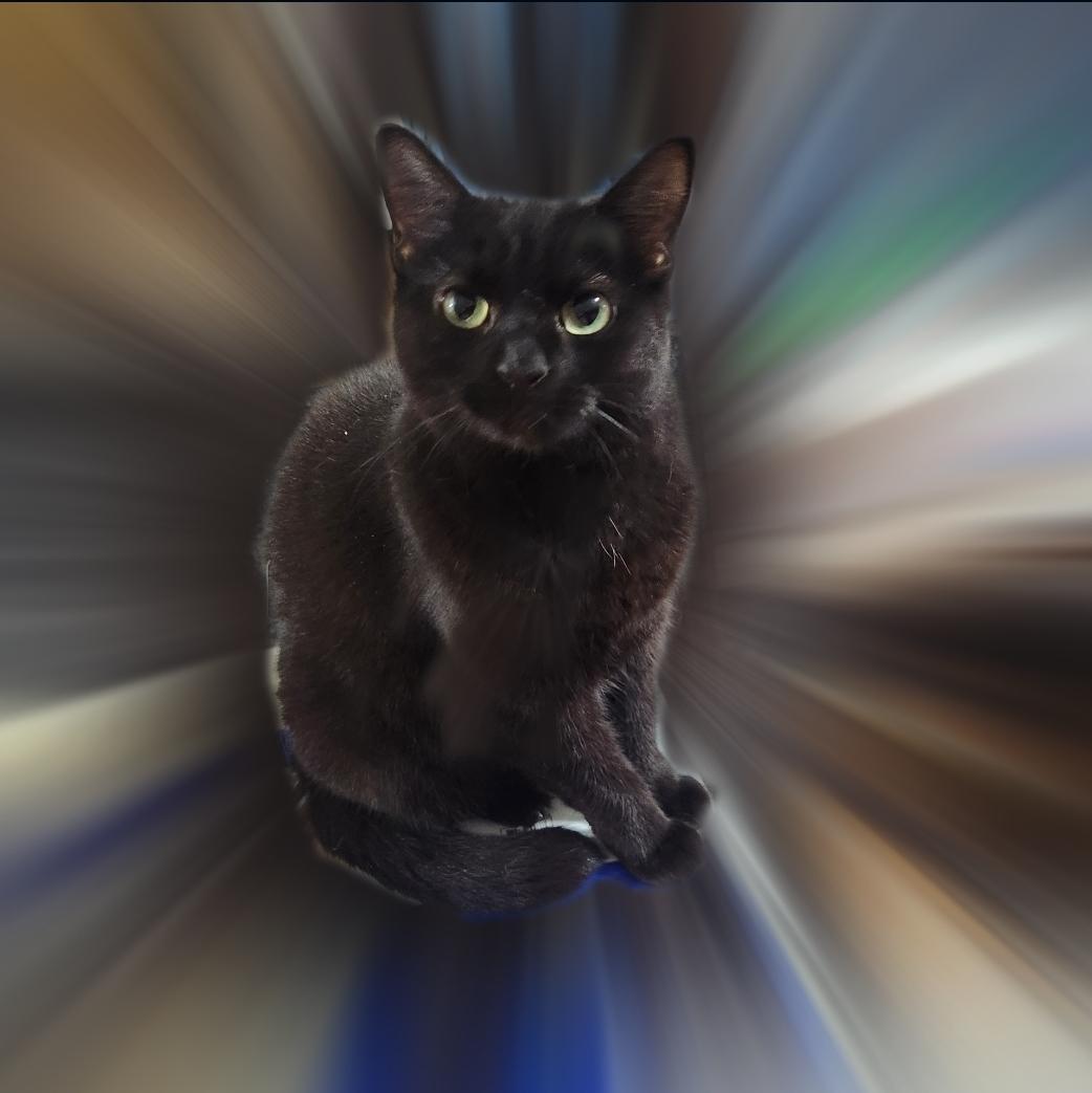 Chiquita, Adoptable, Adult Female Bombay & Burmese.