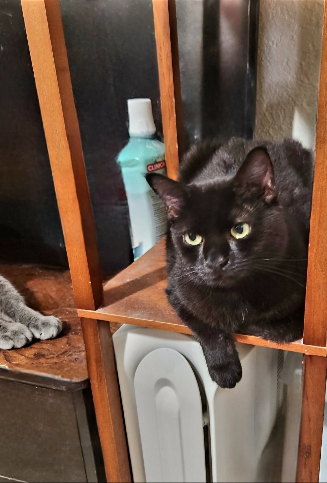 Chiquita, Adoptable, Adult Female Bombay & Burmese.