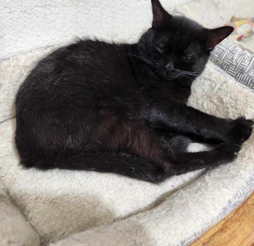Chiquita, a Adoptable mixed breed in BEVERLY HILLS, CA image 5/5