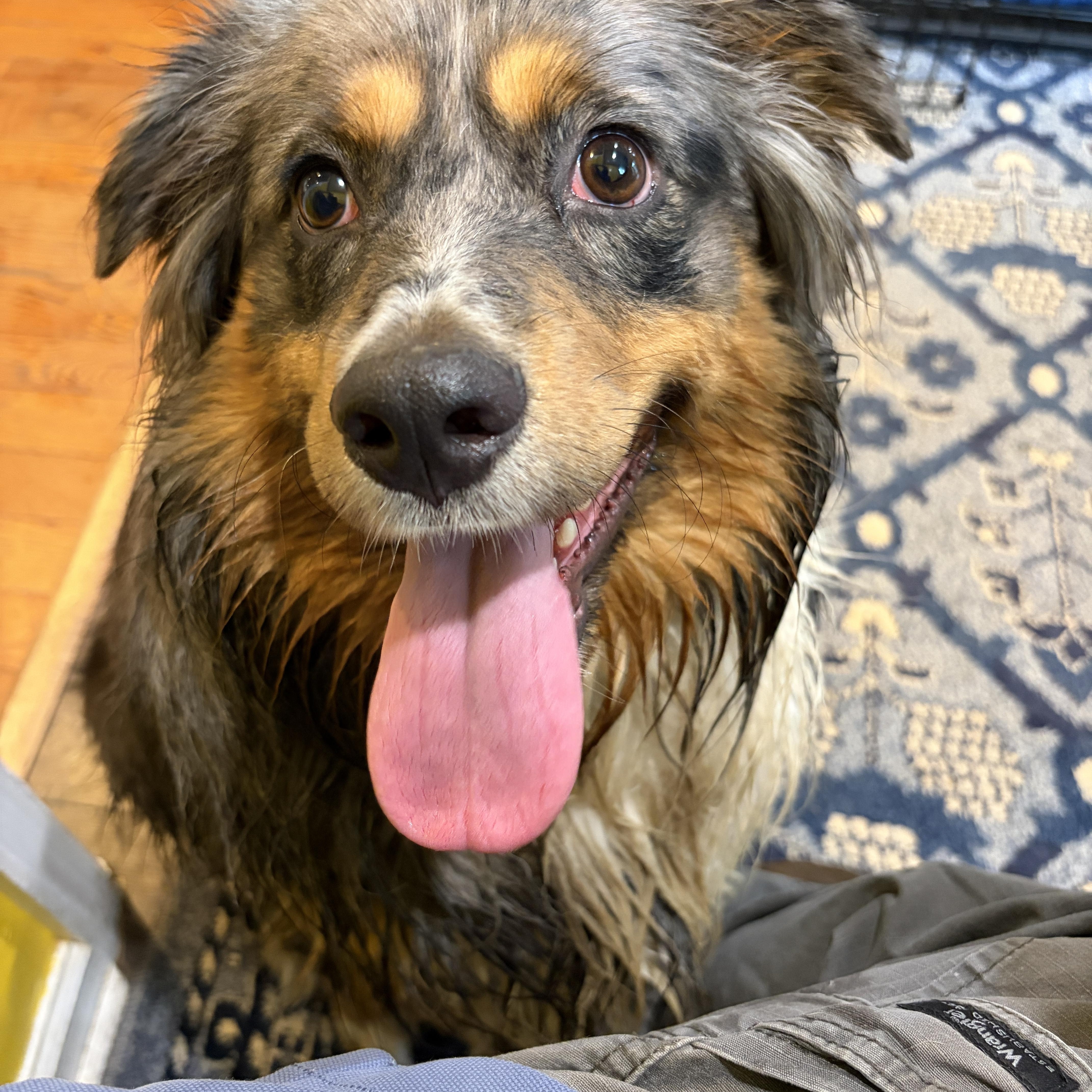 Duke, a Adoptable Australian Shepherd in Mount Airy, MD image 3/4