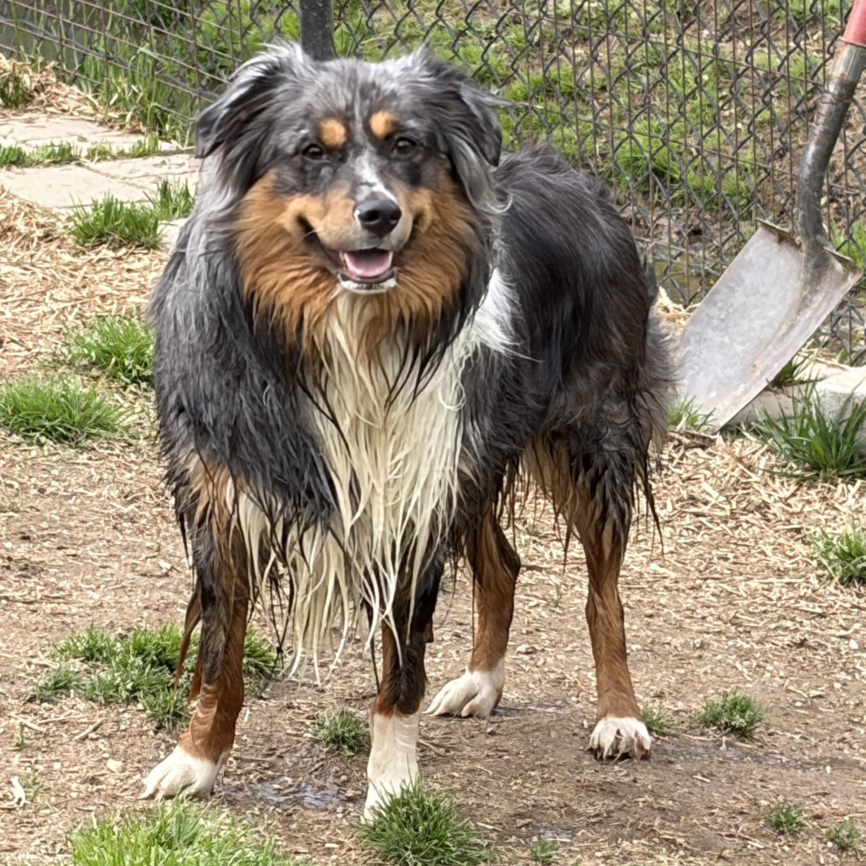 Duke, a Adoptable Australian Shepherd in Mount Airy, MD image 2/4