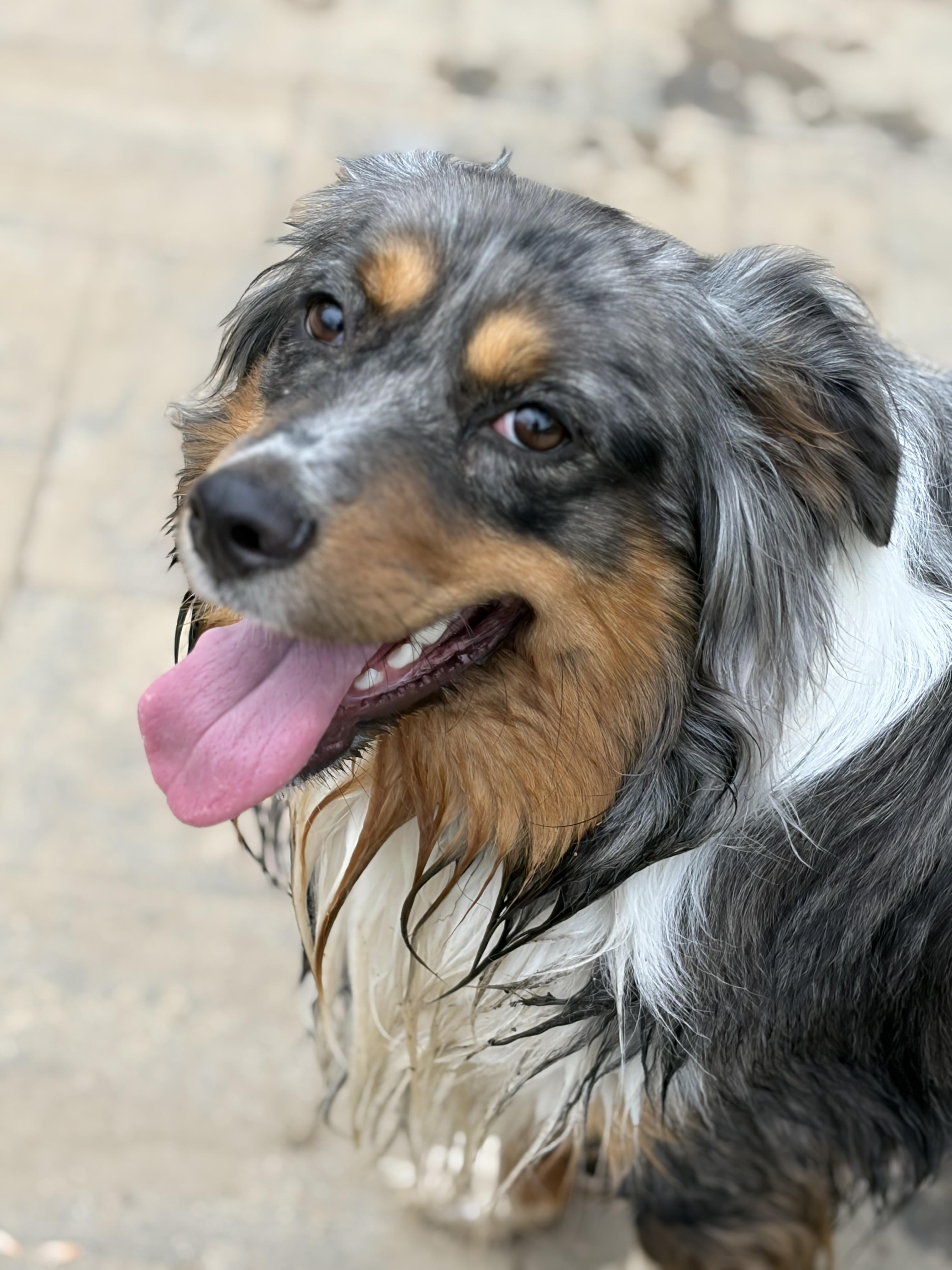 Duke, a Adoptable Australian Shepherd in Mount Airy, MD image 1/4