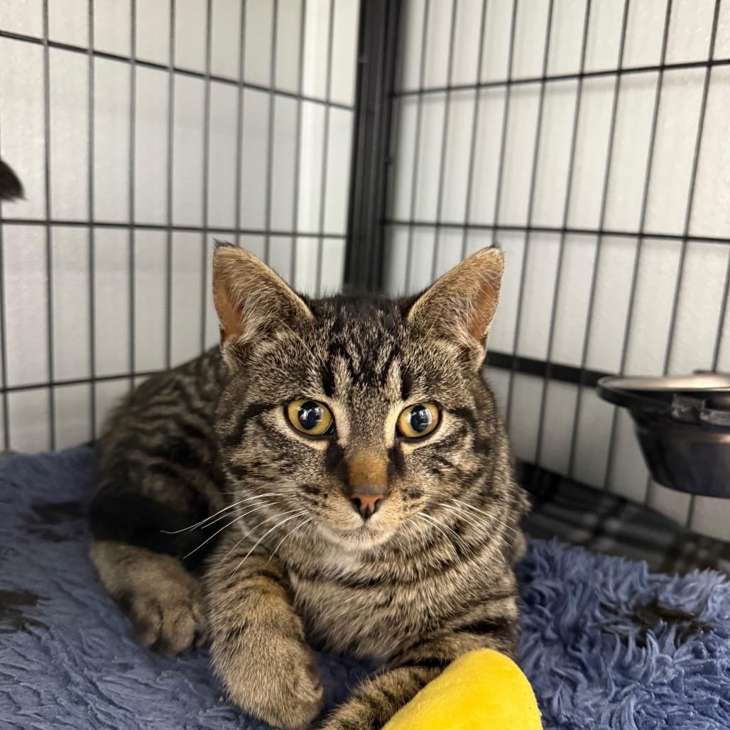 Enlarge Chocolate Chip, a ADOPTABLE Domestic Short Hair in Crookston, MN image 1/1