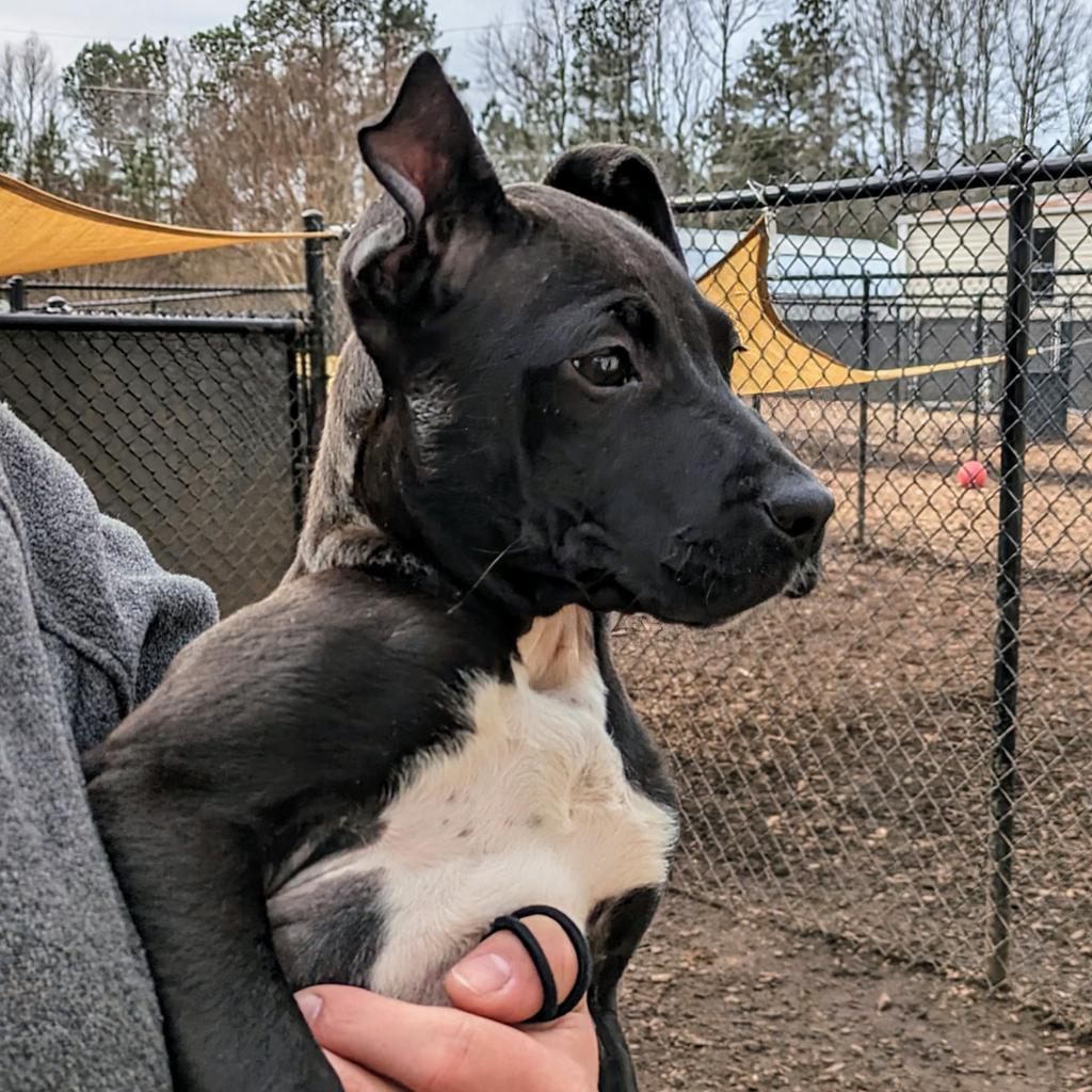 Black Widow 01-1114, Adoptable, Adult Female American Staffordshire Terrier.