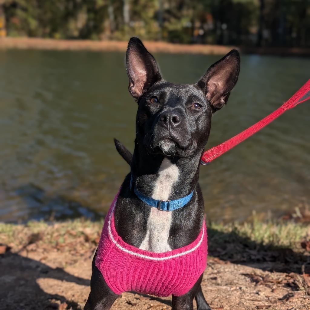 Enlarge Black Widow 01-1114, a Adoptable mixed breed in Tyrone, GA image 2/6
