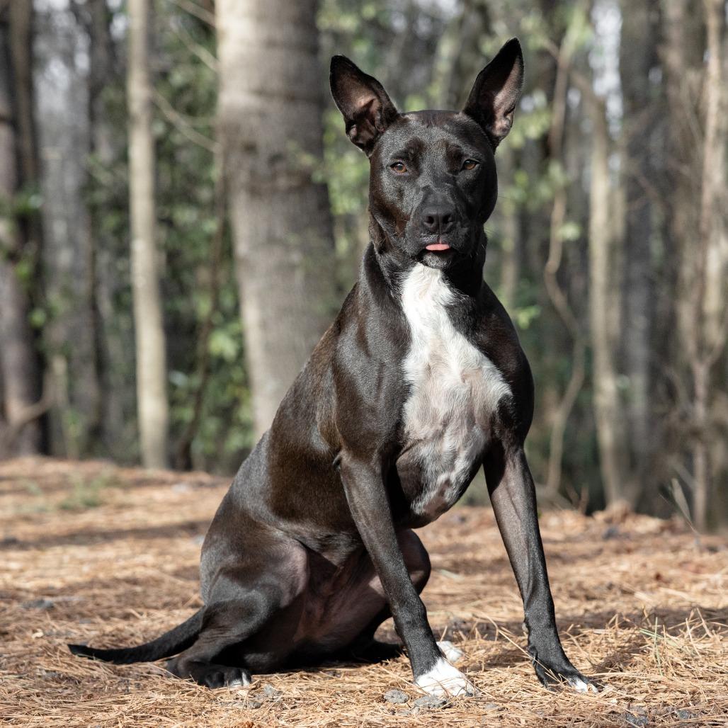 Enlarge Black Widow 01-1114, a Adoptable mixed breed in Tyrone, GA image 3/6