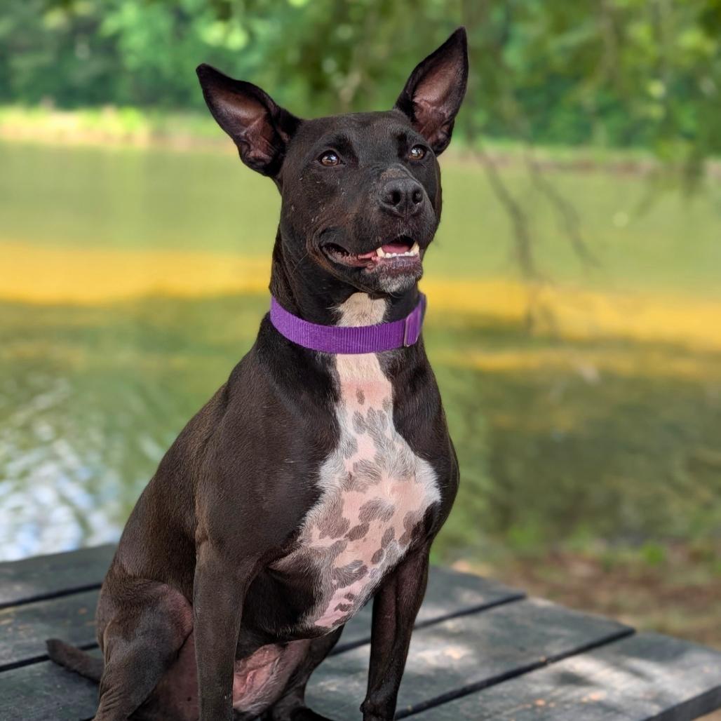 Enlarge Black Widow 01-1114, a Adoptable mixed breed in Tyrone, GA image 4/6