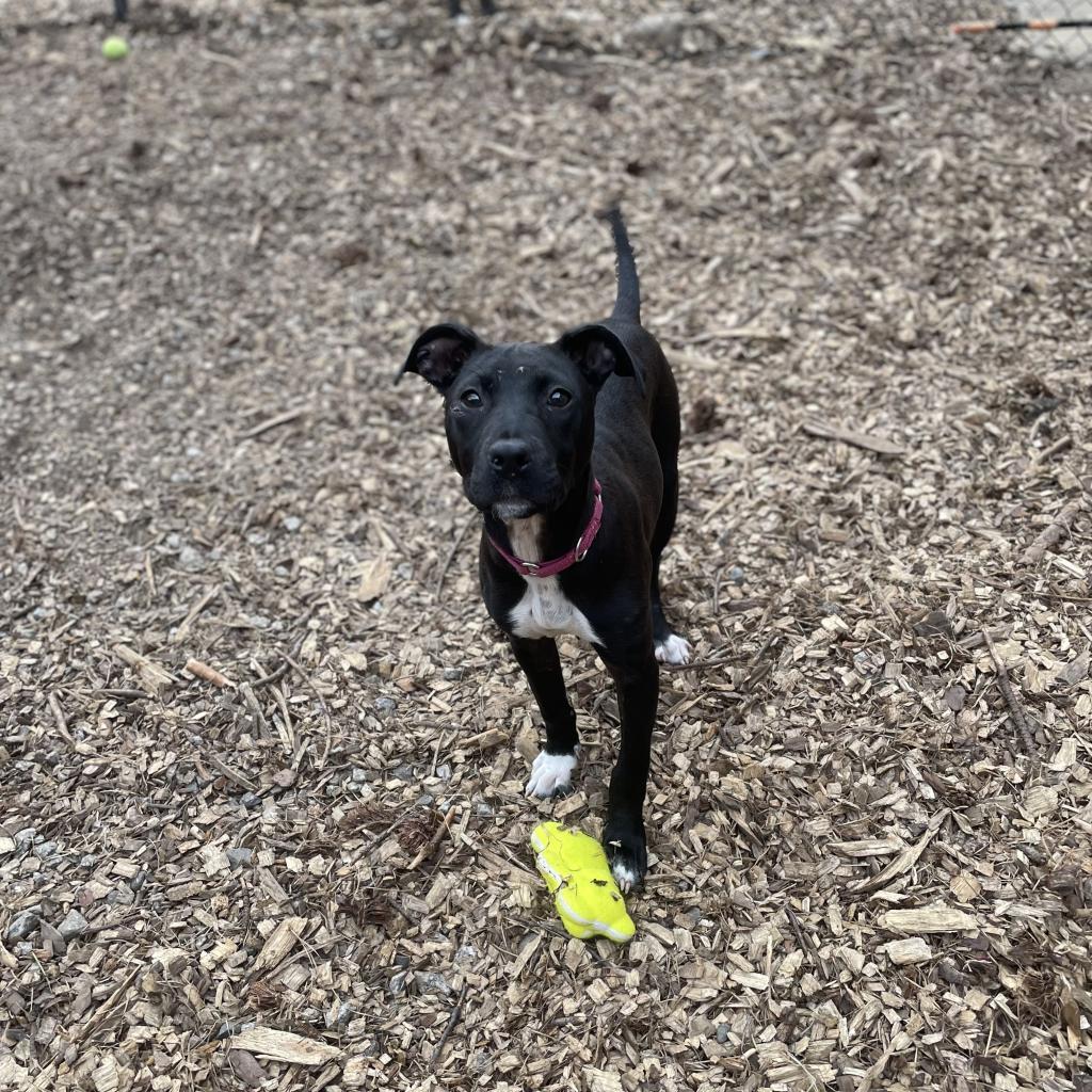 Enlarge Black Widow 01-1114, a Adoptable mixed breed in Tyrone, GA image 5/6