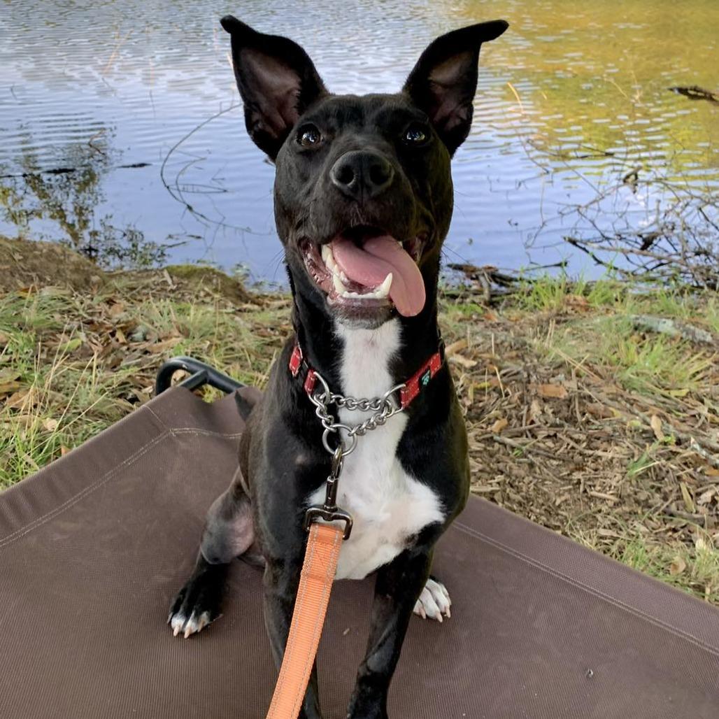 Enlarge Black Widow 01-1114, a Adoptable mixed breed in Tyrone, GA image 6/6