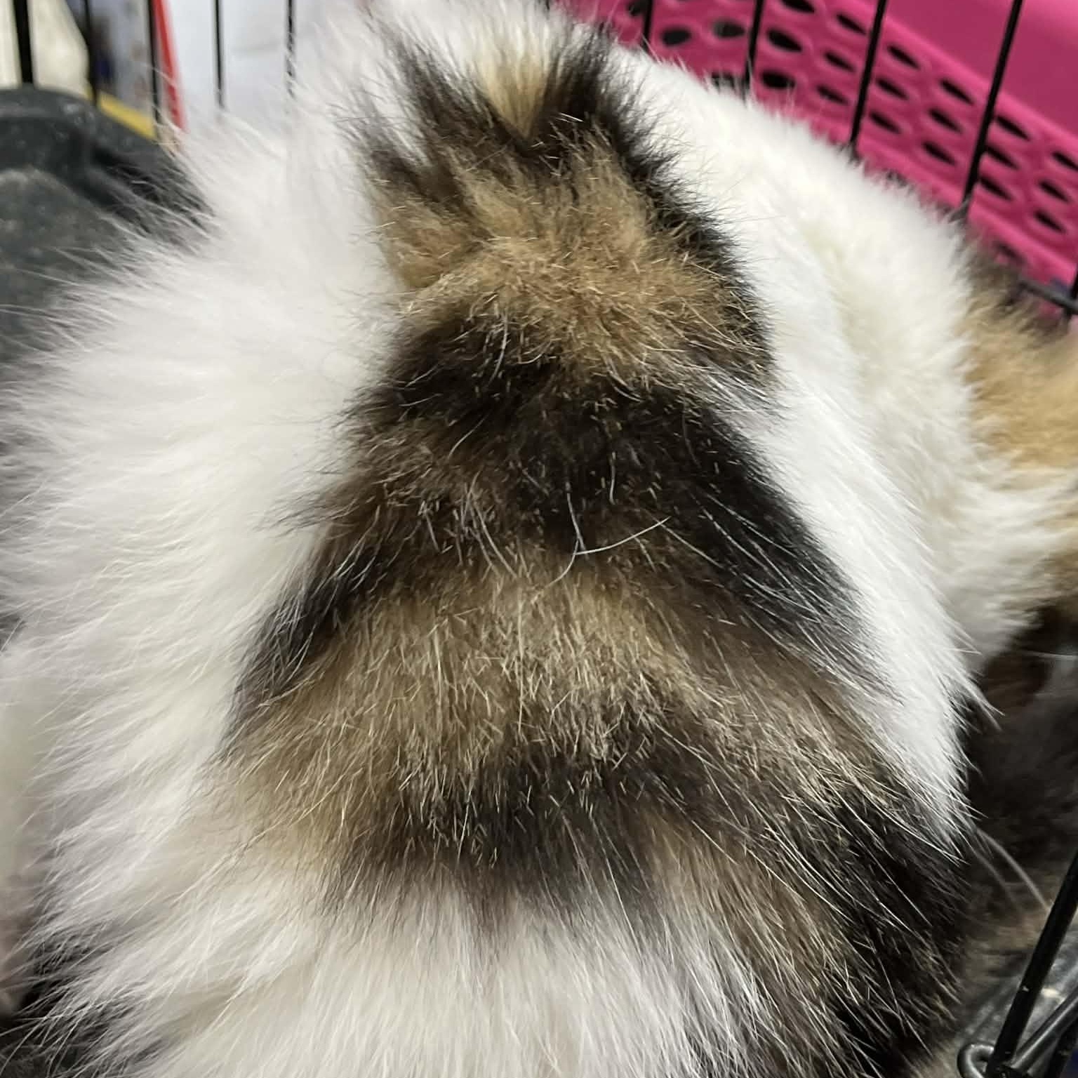 Enlarge Gerda, an adopted mixed breed in Antioch, CA image 3/3