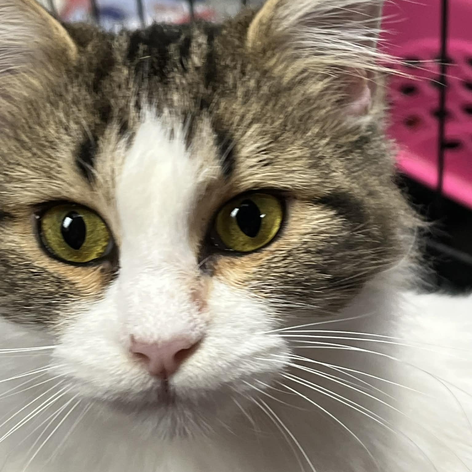 Enlarge Gerda, an adopted mixed breed in Antioch, CA image 2/3